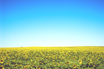 Yellow flowers growing on field against clear blue sky