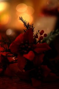 Close-up of red flowers