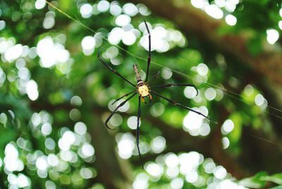 Close-up of insect on spider web