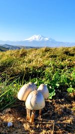 Stuffed toy on field against sky