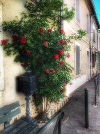 Plants growing against building