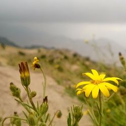 Close-up of yellow flowering plant