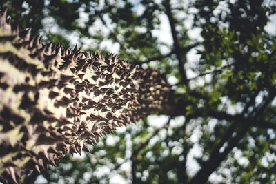 Low angle view of tree in forest