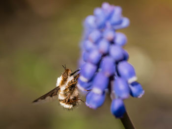 Close-up of insect on purple flower