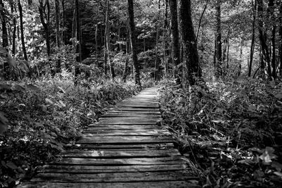 Boardwalk in forest