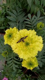 Close-up of yellow flower