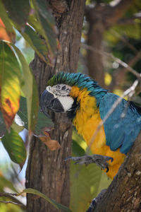 Ruffled feathers on a beautiful blue and gold macaw bird.