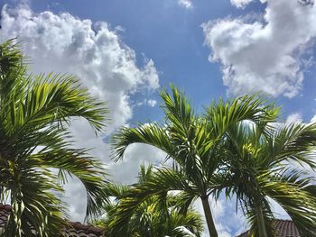 Low angle view of palm trees against sky