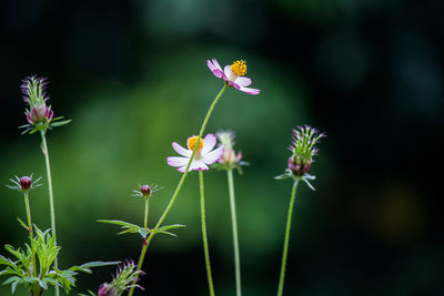 Cosmos flowers blooming outdoors