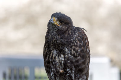 Close-up of owl