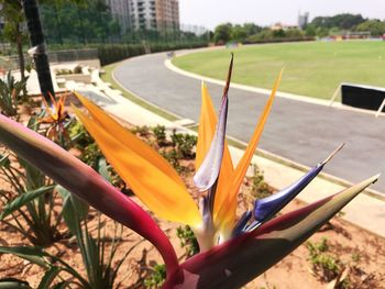 Close-up of flower in park