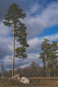 Low angle view of trees on field against sky