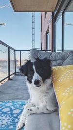 Portrait of dog resting on bed at home