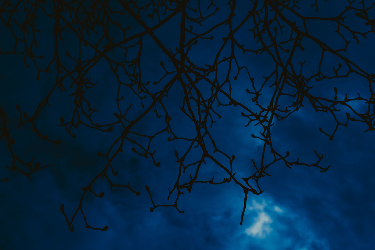 LOW ANGLE VIEW OF SILHOUETTE TREES AGAINST BLUE SKY