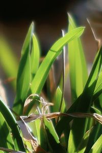 Close-up of green plant growing on field