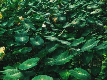 Full frame shot of fresh green plants