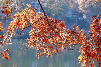 Close-up of autumnal tree against orange sky