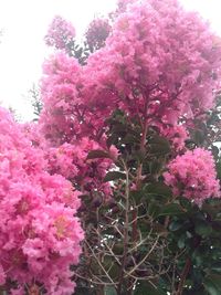 Close-up of pink flowers blooming on tree