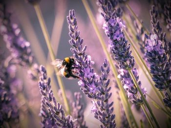 Close-up of bee pollinating on lavender