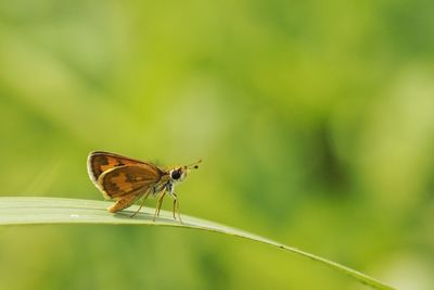 Close-up of butterfly perching on plant