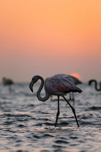 Side view of flamingo with pink plumage standing in water of lake against sundown sky in savanna