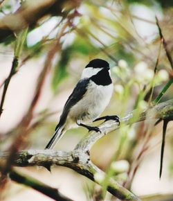 Close-up of bird perching on branch