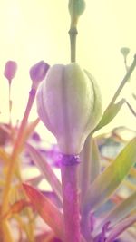 Close-up of flowers