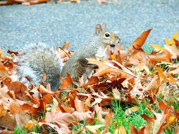 Close-up of squirrel eating