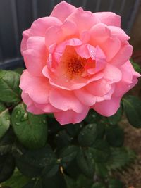 Close-up of pink rose blooming outdoors