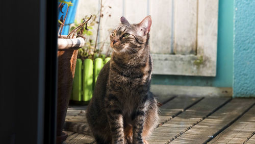 Cat looking away