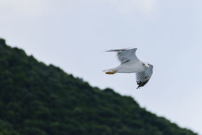 View of seagull flying