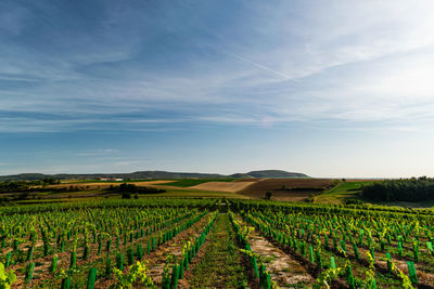 Scenic view of vineyard against sky