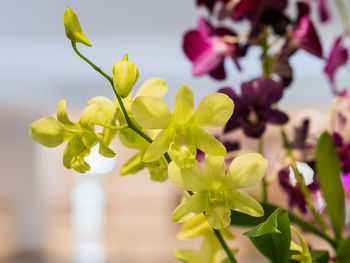 Close-up of purple flowering plant