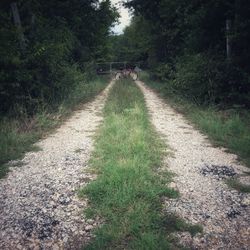 Dirt road along trees and plants