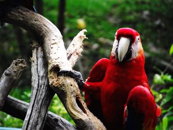 Scarlet macaw perching on tree