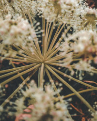 Close-up of dandelion on field