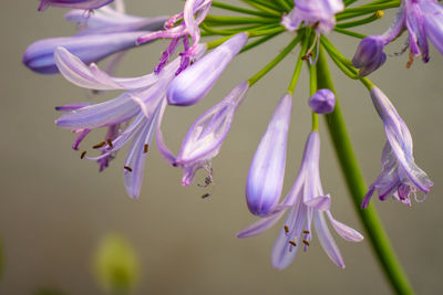 Close-up of purple flowering plant