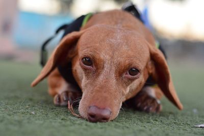 Close-up portrait of dog relaxing on floor