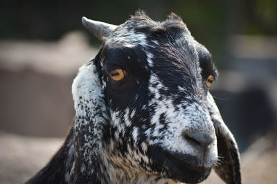 Close-up portrait of a horse