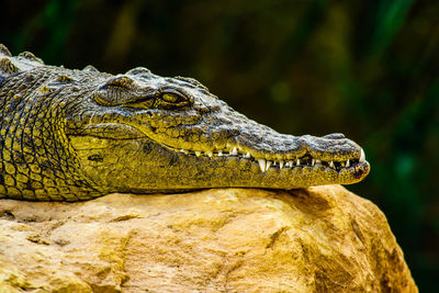 Close-up of crocodile