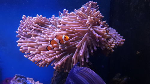 View of fish swimming underwater