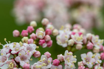 Close-up of pink flowers