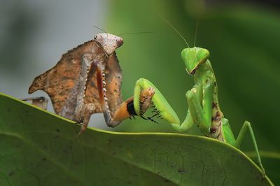 Close-up of praying mantes on leaf