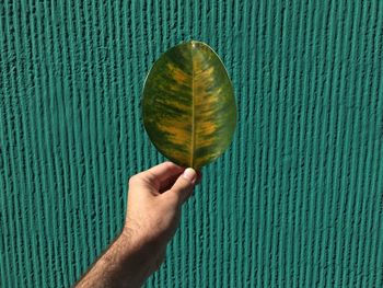 Cropped hand of man holding green and yellow leaf wall