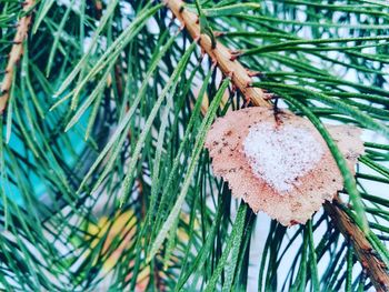 Close-up of tree