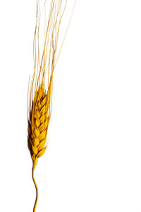 Close-up of wheat against white background