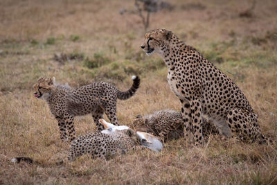 Cheetah with cubs in forest