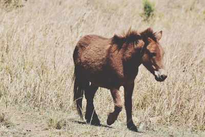 Horse standing in a field