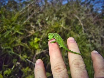 green