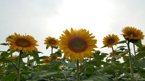 Low angle view of sunflower